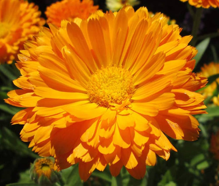 Orange King Calendula Seeds for Planting
