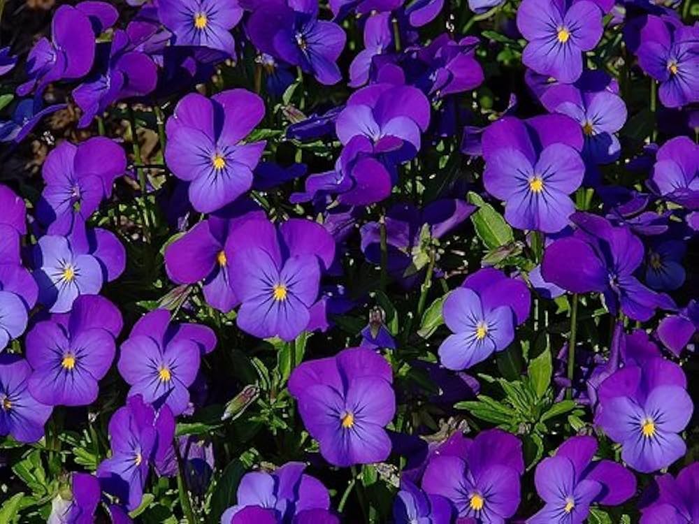 viola cornuta flower seeds