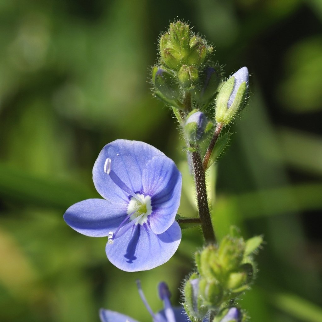 blue blue flower seeds