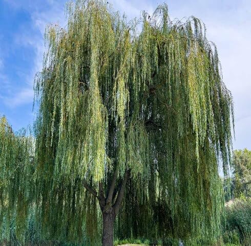 green willow flower seeds