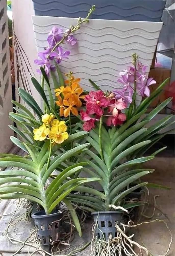 Phalaenopsis Blumensamen Mischung – Alte Sorte, gentechnikfrei, hohe Keimfähigkeit, Bio-Gartensamen zum Pflanzen