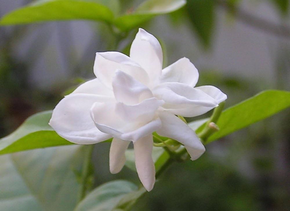 jasmine jasminum flower seeds