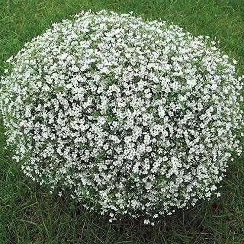 Weißer Kriechender Thymian Samen – Alte Sorte, gentechnikfrei, hohe Keimfähigkeit, Bio-Gartensamen