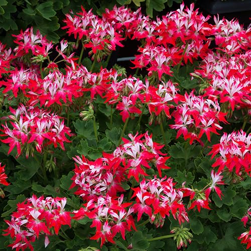 Red White Geranium Flower Seeds for Planting – Heirloom Non-GMO High Germination Organic Garden Seeds
