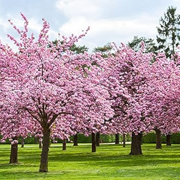 japanesecherryblossomsakuratreesheirloomnongmo flower seeds