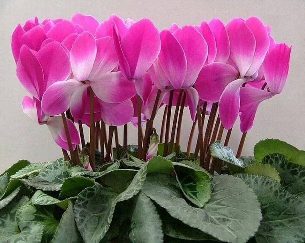 Pink White Cyclamen Flower Seeds – Heirloom, Non-GMO, High Germination Seeds