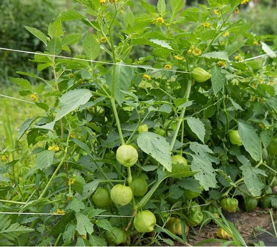 Green Tomatillo Seeds for Planting – Heirloom Non-GMO High Germination Organic Garden Seeds