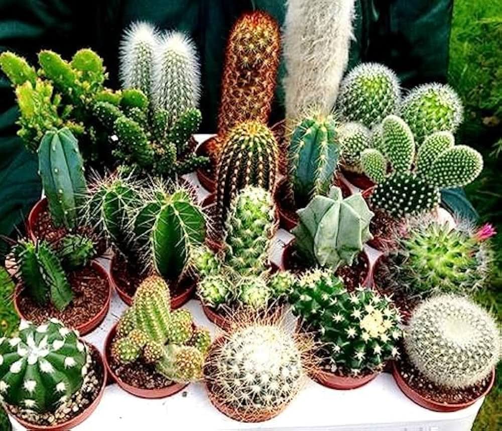 Mini Cactus herb seeds