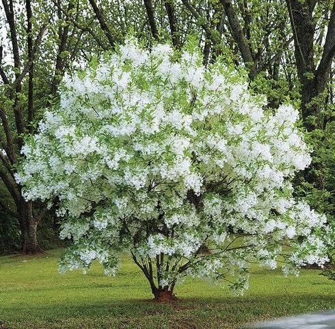 white chionanthus flower seeds