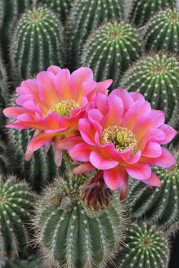 Echinopsis Flower Seeds – Heirloom Non-GMO High Germination Organic Garden Seeds