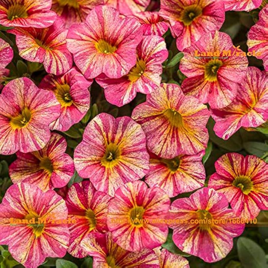 Pieces Mixed Calibrachoa Flower Seeds – Heirloom, Non-GMO, High Germination Organic Garden Seeds for Planting