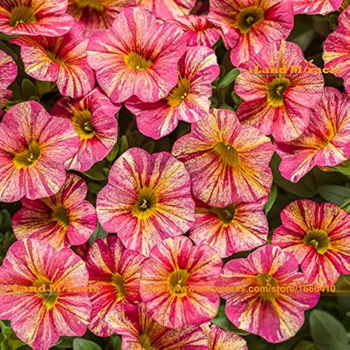 Pieces Mixed Calibrachoa Flower Seeds – Heirloom, Non-GMO, High Germination Organic Garden Seeds for Planting