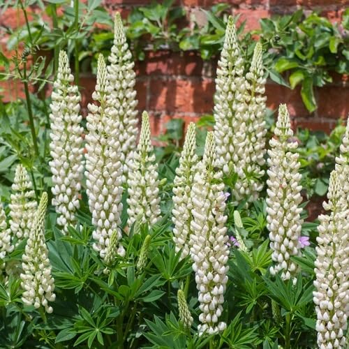 Weiße Lupinus Albus Blumensamen zum Pflanzen, samenfest, gentechnikfrei, hohe Keimfähigkeit, Bio-Gartensamen