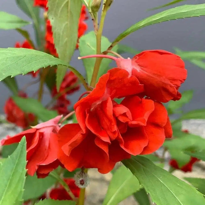 Red Balsam Flower Seeds for Planting – Heirloom Non-GMO High Germination Organic Garden Seeds
