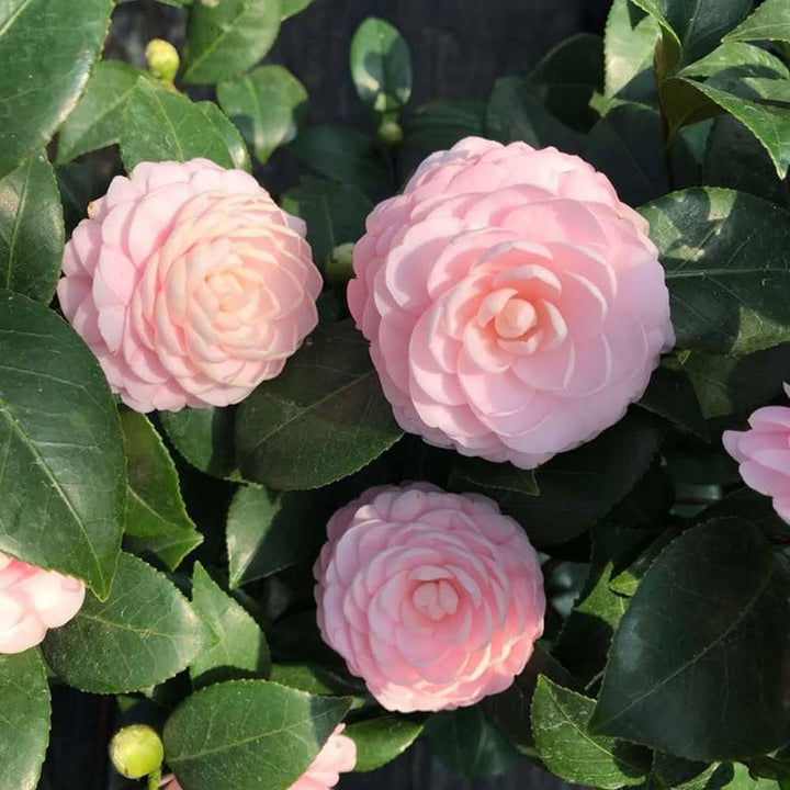 Camellia Flower Seeds Pink Perennial – Heirloom, Non-GMO, High Germination Organic Garden Seeds for Planting Seeds for Planting