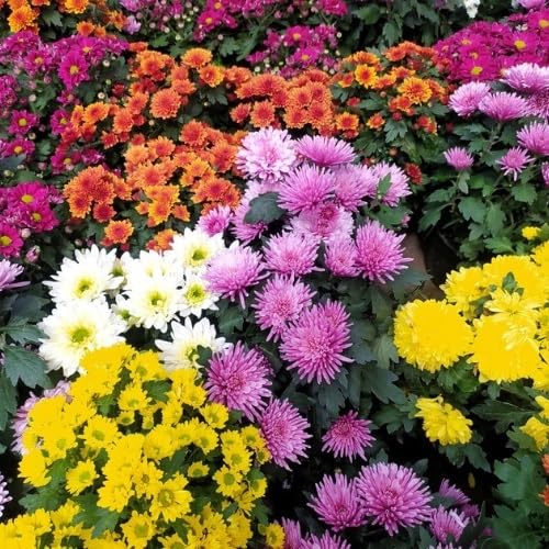 Chrysanthemum Flowers Seeds Mixed – Heirloom, Non-GMO, High Germination Organic Garden Seeds for Planting