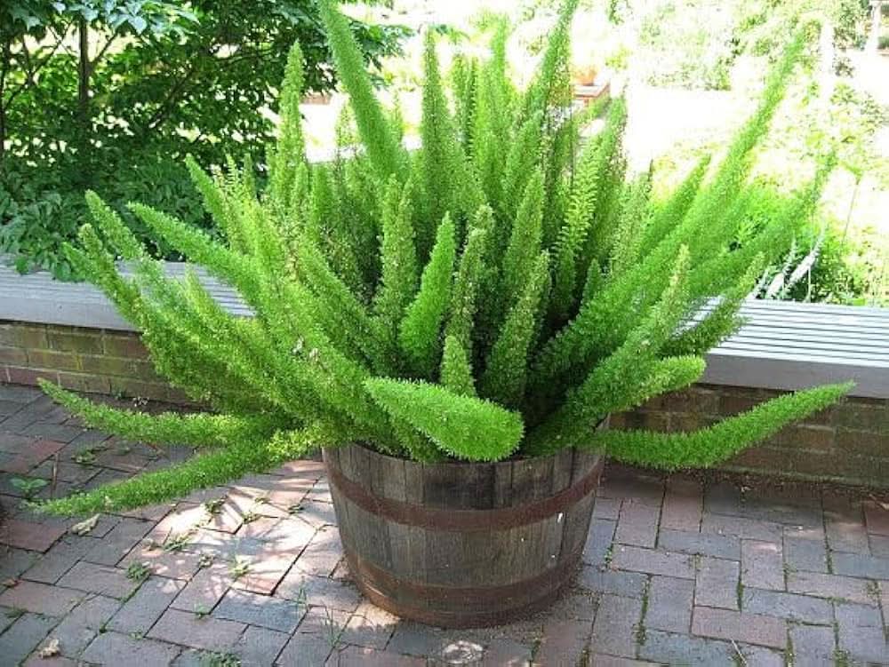 Green Asparagus herb seeds