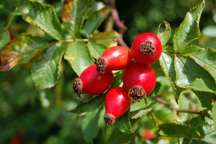 Heirloom Rosehip Fruit Seeds for Planting – High Germination Non-GMO Organic Garden Seeds