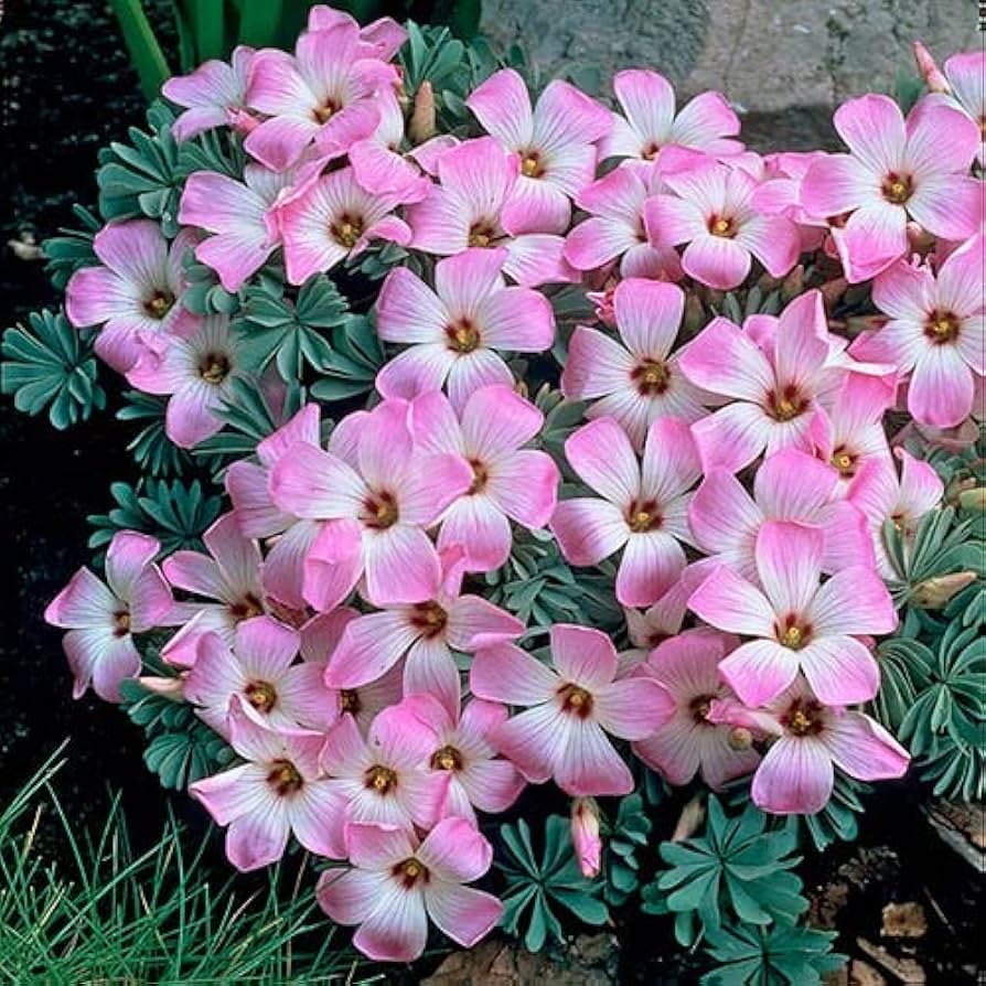 oxalis laciniata flower seeds