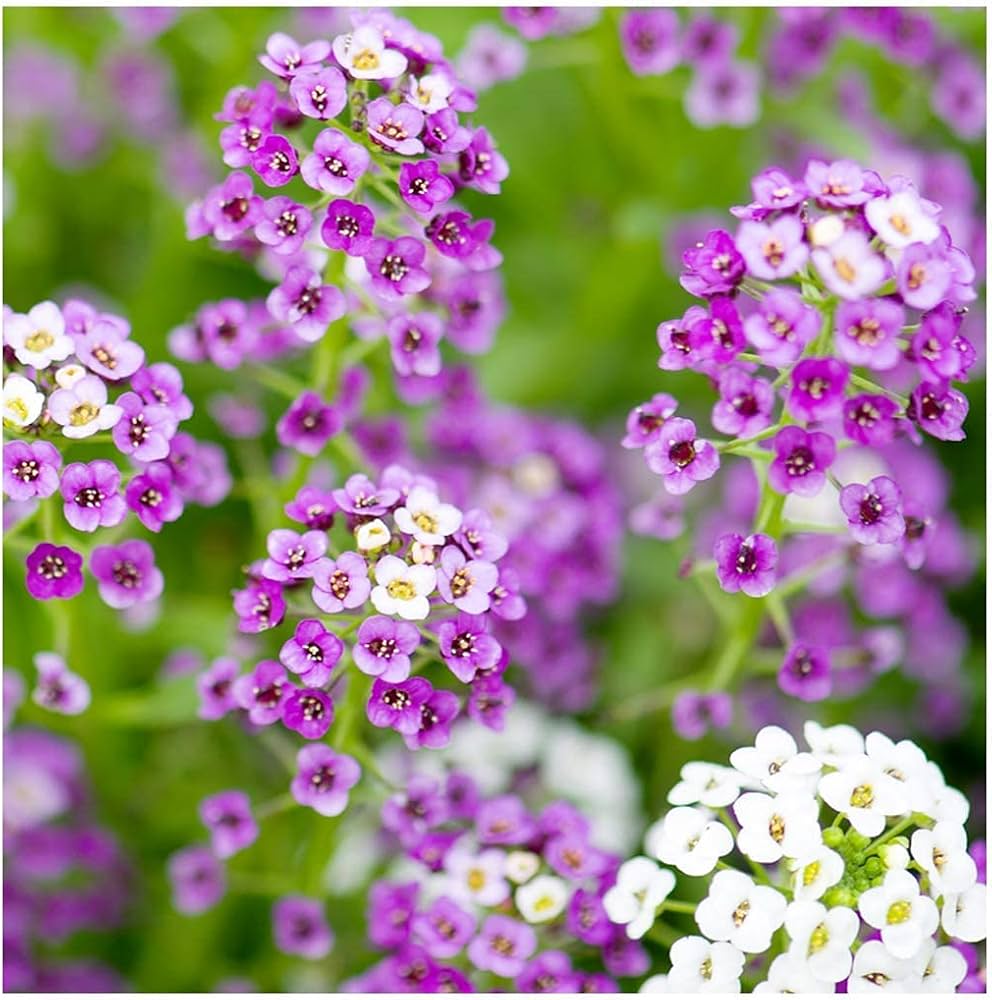 alyssum royal flower seeds