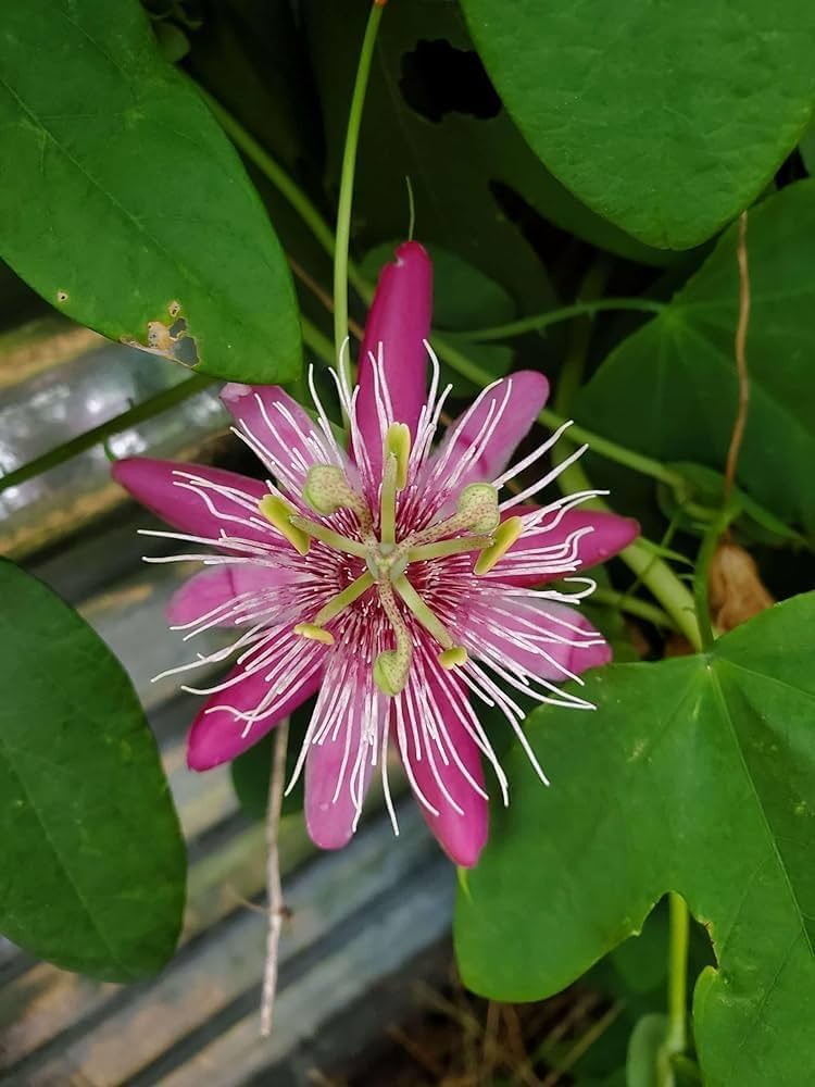 Pink White Passiflora Flower Seeds – Heirloom, Non-GMO, High Germination Seeds