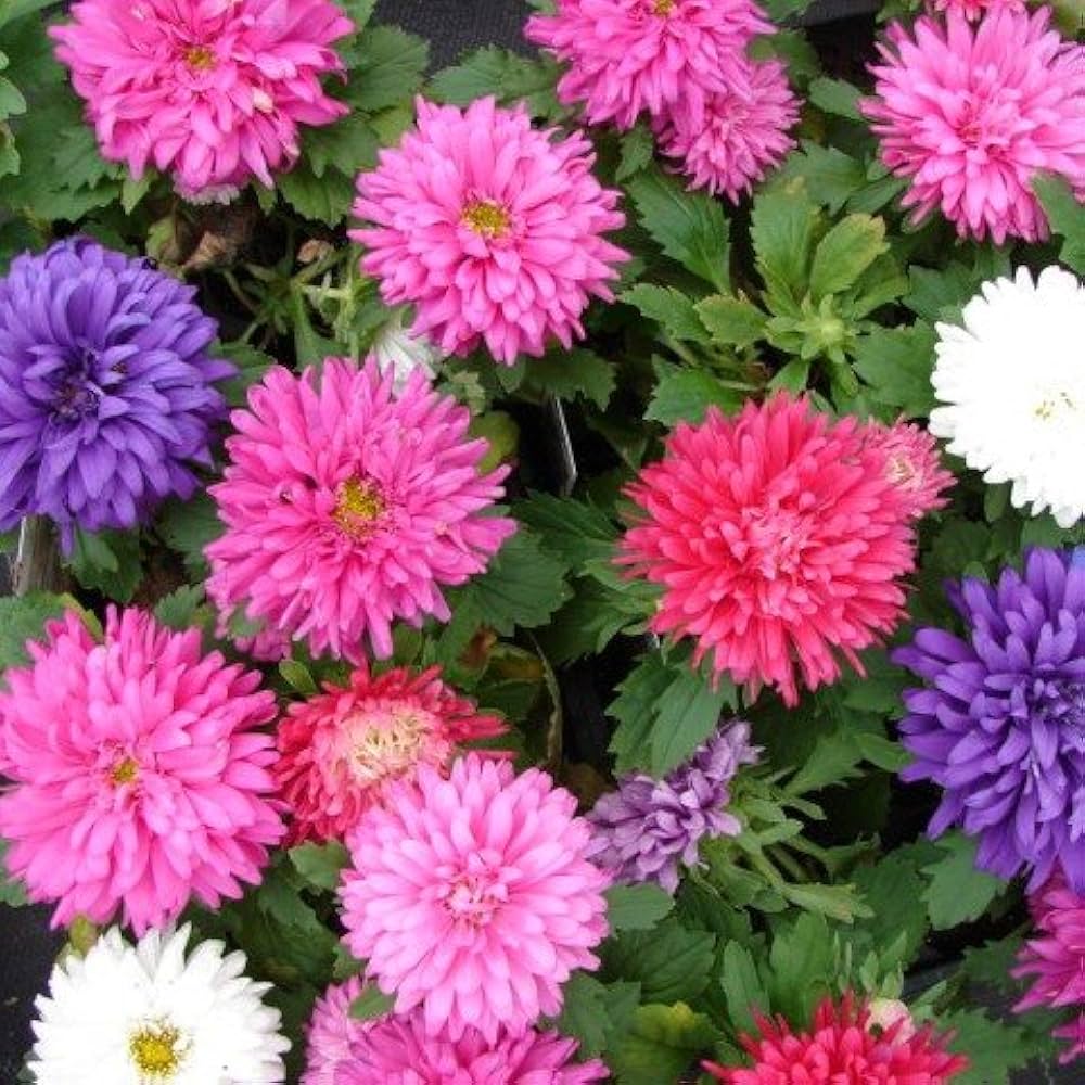 double aster flower seeds