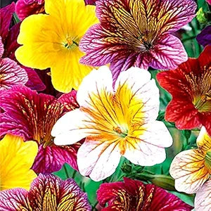 salpiglossis salpiglossis flower seeds