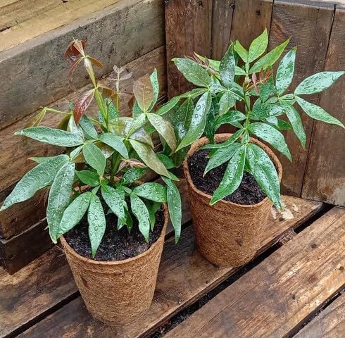 green inga flower seeds
