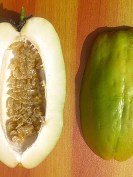 Giant Passiflora Granadilla Fruit Seeds for Planting – Heirloom, Non-GMO, High Germination Organic Garden Seeds for Unusual, Sweet Fruits