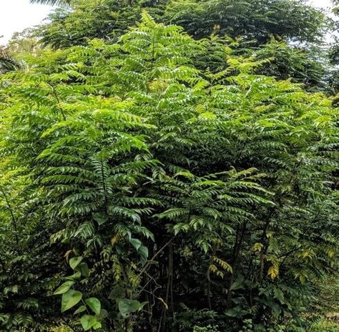 Green Curryleaf herb seeds