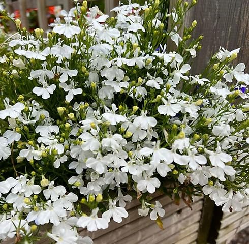 White Lobelia Regatta Flower Seeds – Heirloom, Non-GMO, High Germination Seeds