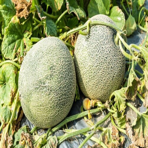 Green Cantaloupe Seeds – Heirloom, Non-GMO, High Germination Organic Garden Seeds