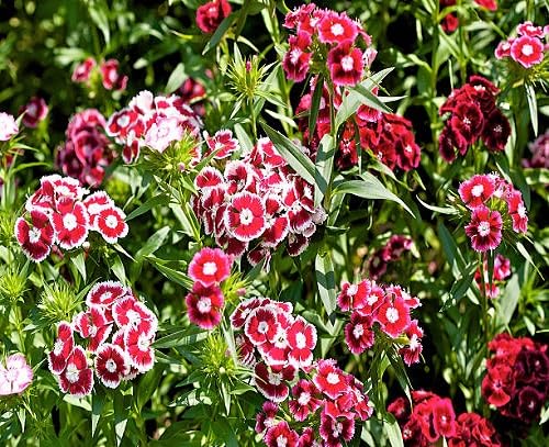 mixed dianthus flower heirloom non-gmo seeds