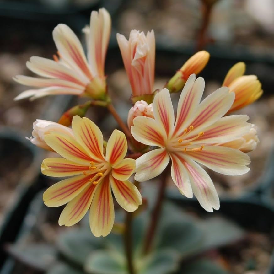 pure chantilly flower seeds