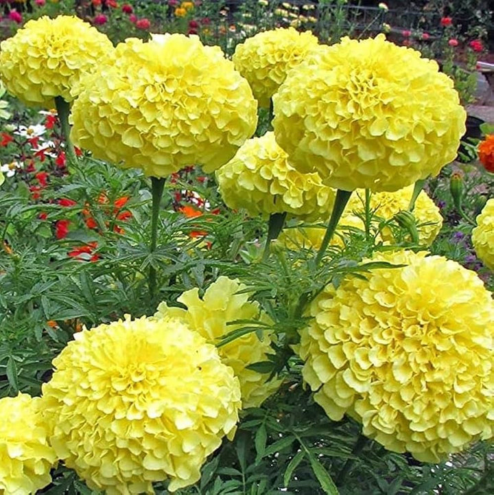 Yellow Marigold Flower Seeds – Heirloom, Non-GMO, High Germination Organic Seeds