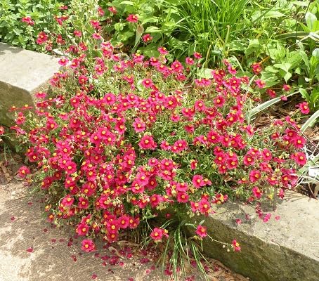 Semillas de Heliantemo Mutabile Rojo – Semillas de Jardín Orgánicas de Alta Germinación No Transgénicas de Herencia para Siembra
