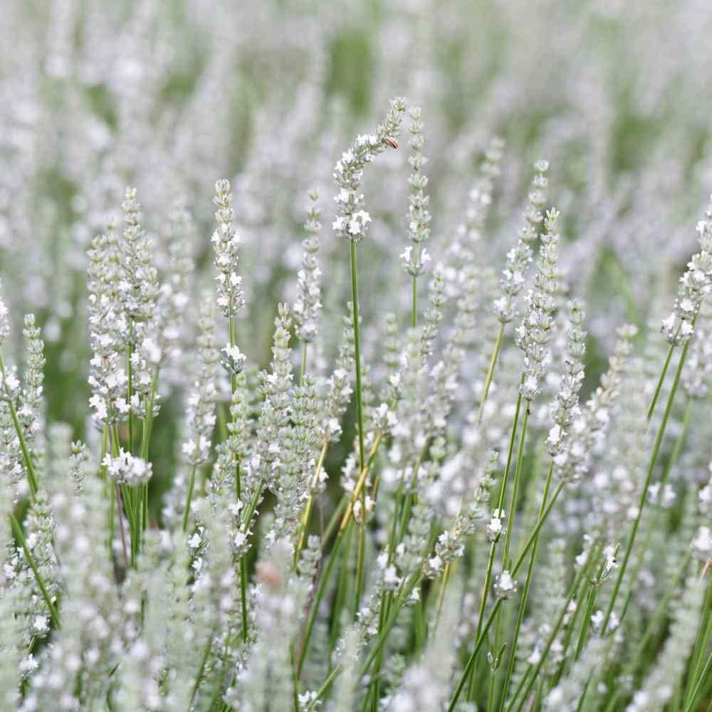 lavenderflowerwhiteheirloomnongmo flower seeds