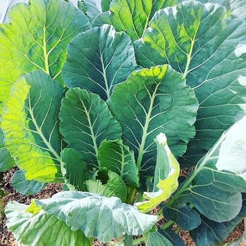 Collard Green Seeds – Heirloom, Non-GMO, High Germination Organic Garden Seeds Planting