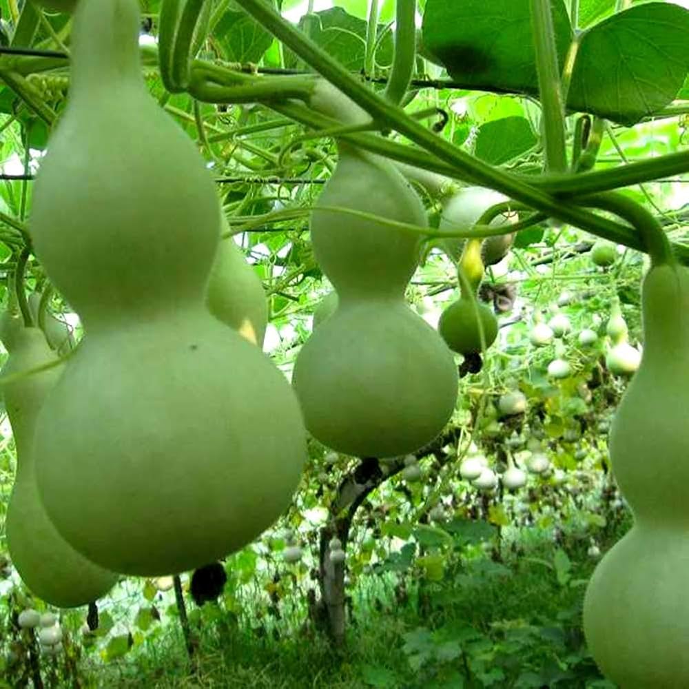 lagenaria pumpkin flower seeds