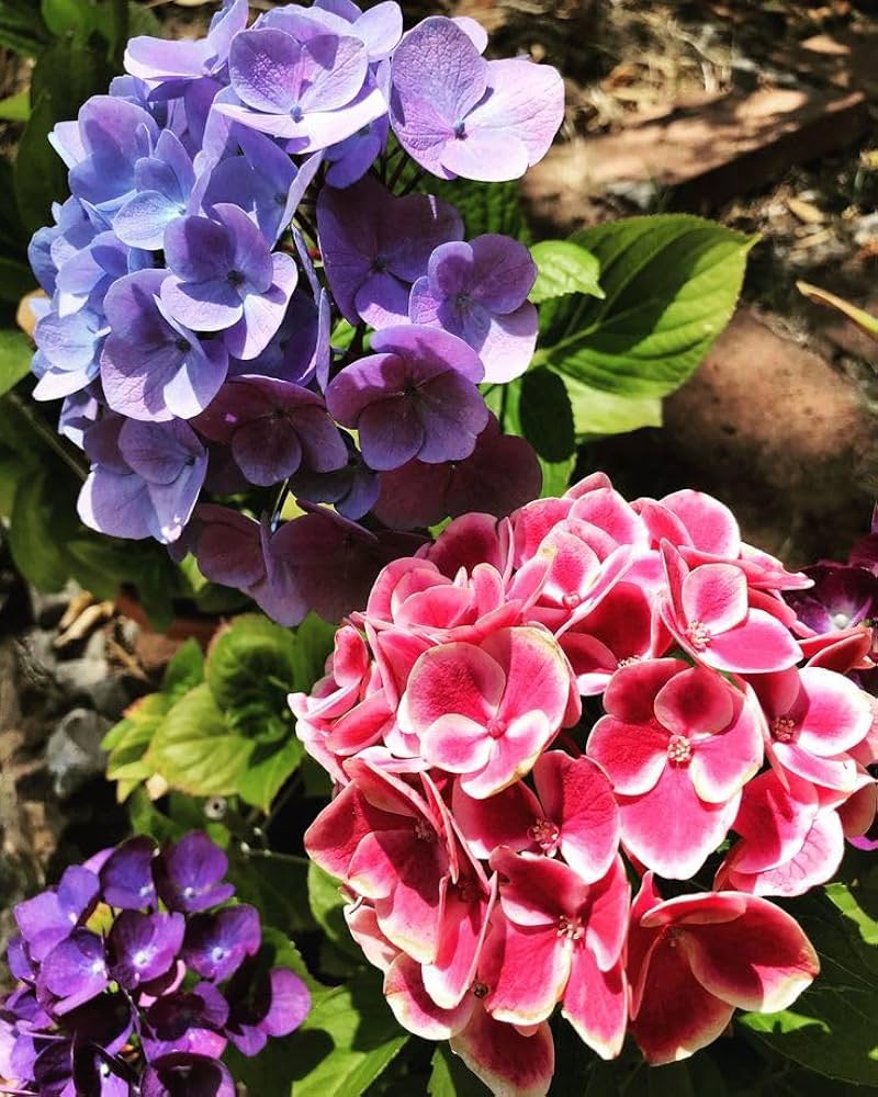 hydrangea flower flower seeds