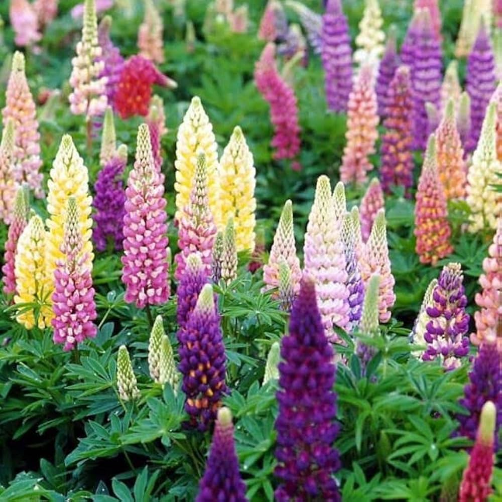blue sweet flower seeds