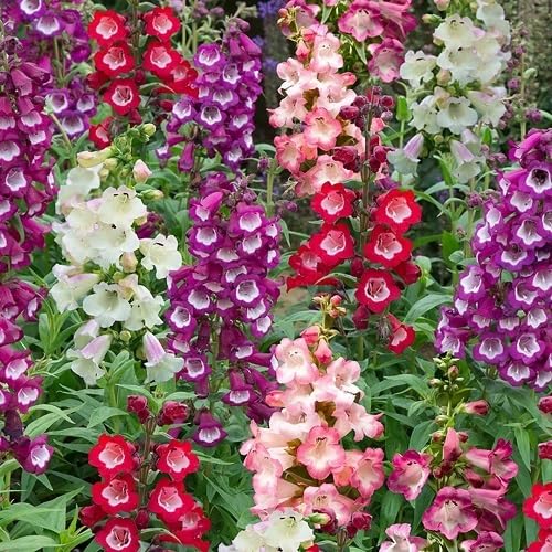 Penstemon Flower Seeds Mixed – Heirloom, Non-GMO, High Germination Organic Garden Seeds for Planting