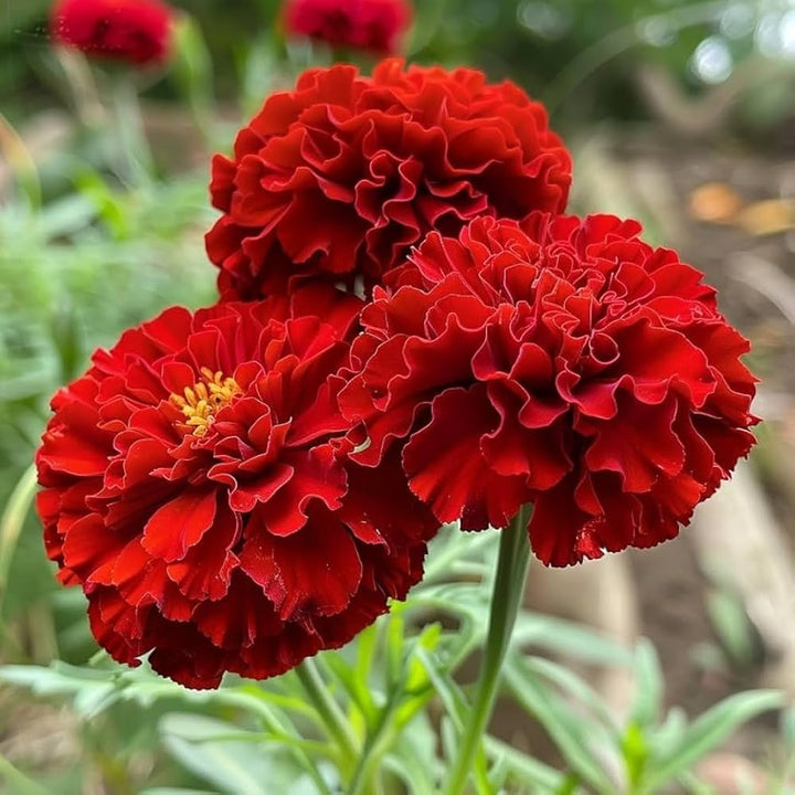 Marigold Flower Seeds Red – Heirloom, Non-GMO, High Germination Seeds for Planting