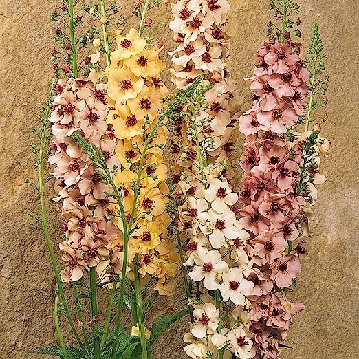Königskerzen-Samen – Heirloom, gentechnikfrei, keimfreudige Bio-Gartensamen zum Pflanzen