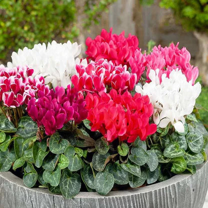 Cyclamen Flower Seeds Mixed for Planting – Heirloom Non-GMO High Germination Seeds