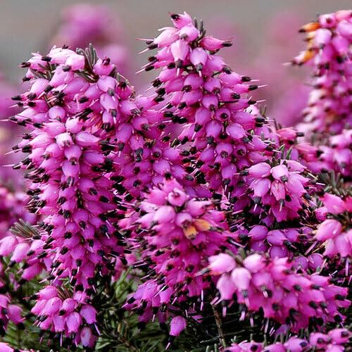 pinkcallunaflowerheirloomnongmo flower seeds