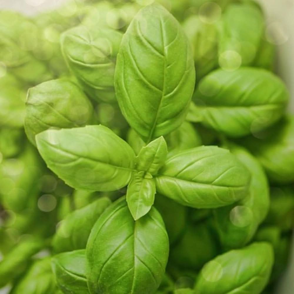 Organic Lemon herb seeds