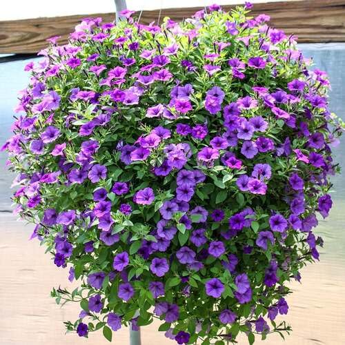 Purple Hanging Petunia Flower Seeds Heirloom Non-GMO High Germination Organic Garden Seeds for Planting