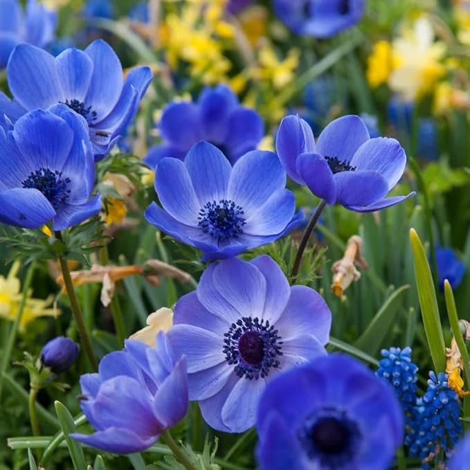 blue color flower seeds