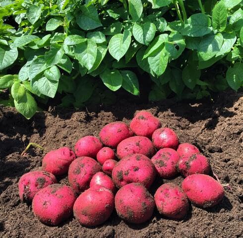 Pink Sweet Potato Seeds – Heirloom, Non-GMO, High Germination Organic Garden Seeds Planting
